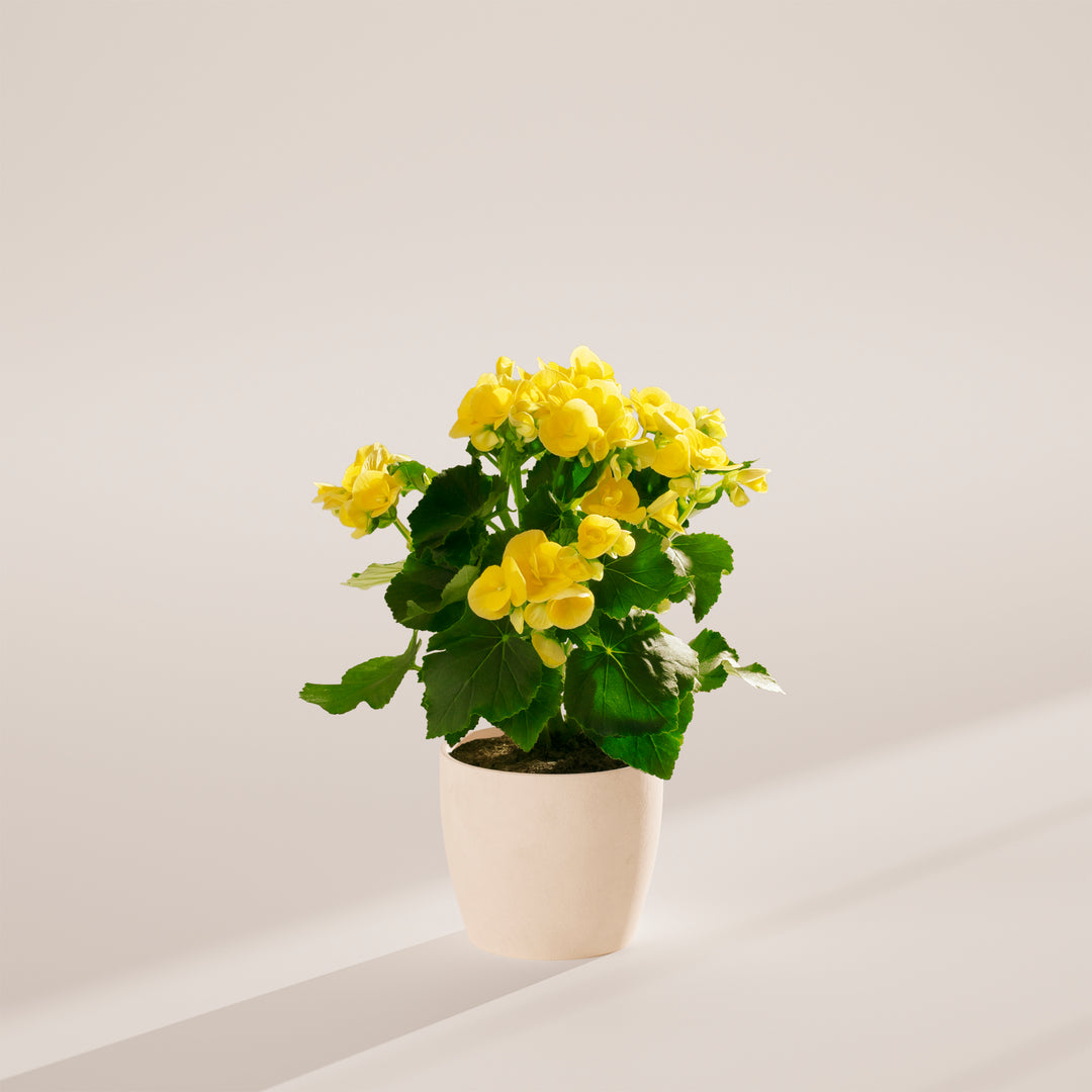 Bright yellow double begonia with fully doubled ruffled petals and compact foliage form in an eco-friendly cream-colored sustainable pot. Begonia houseplant delivers long-season flowering for gift-giving or personal indoor plant collections.
