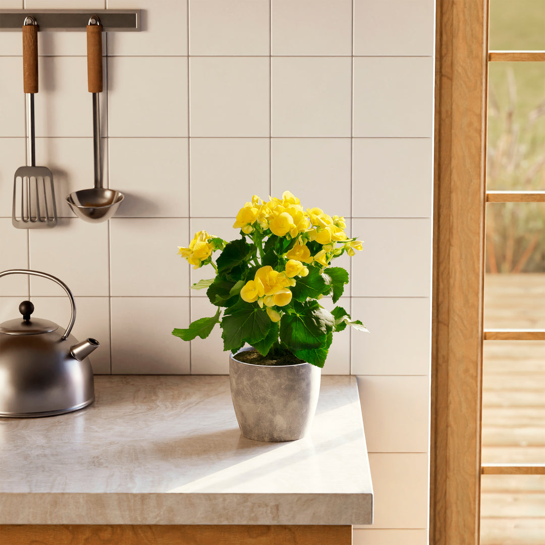 Blooming Superba Double Begonia with vibrant yellow double flowers and glossy green foliage in a gray ceramic pot, styled on a modern kitchen countertop. This compact flowering houseplant brings cheerful color and abundant blooms to any bright indoor space.