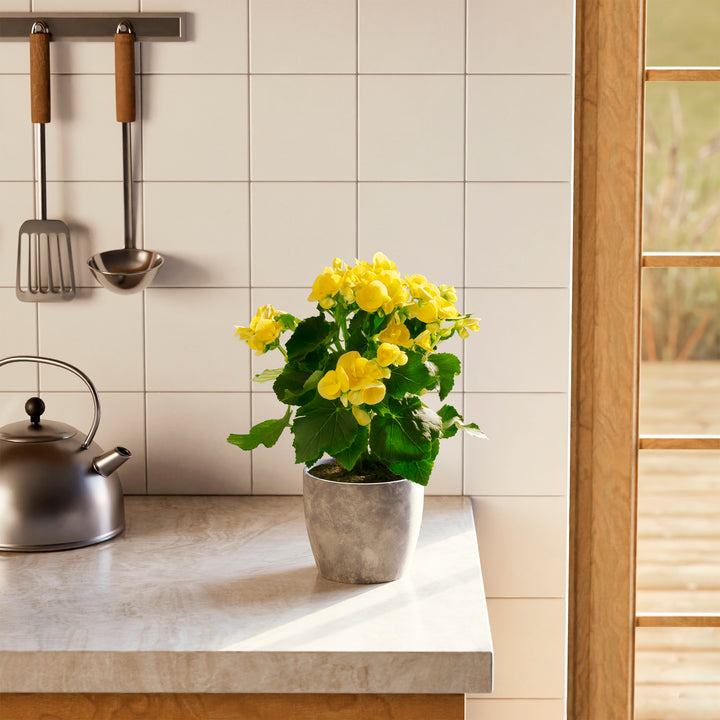 Blooming Superba Double Begonia with vibrant yellow double flowers and glossy green foliage in a gray ceramic pot, styled on a modern kitchen countertop. This compact flowering houseplant brings cheerful color and abundant blooms to any bright indoor space.
