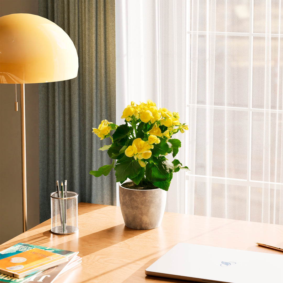 Cheerful potted begonia with overflowing yellow double flowers and rich green foliage, positioned as office plant décor beside desk accessories and warm task lighting. Blooming Superba Double is a low-maintenance flowering plant bringing life and color to workspace environments.