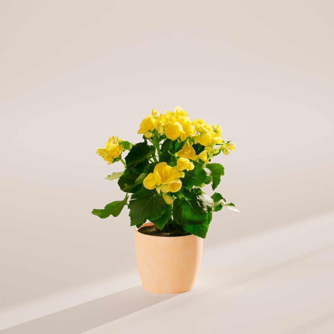 Full, mounded Blooming Superba Double Begonia displaying dozens of golden-yellow petaled flowers with dark green foliage, potted in a neutral cream sustainable ceramic container. Ornamental flowering houseplant ideal for desks, shelves, and bright indoor living areas.
