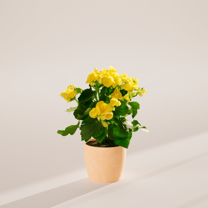 Full, mounded Blooming Superba Double Begonia displaying dozens of golden-yellow petaled flowers with dark green foliage, potted in a neutral cream sustainable ceramic container. Ornamental flowering houseplant ideal for desks, shelves, and bright indoor living areas.