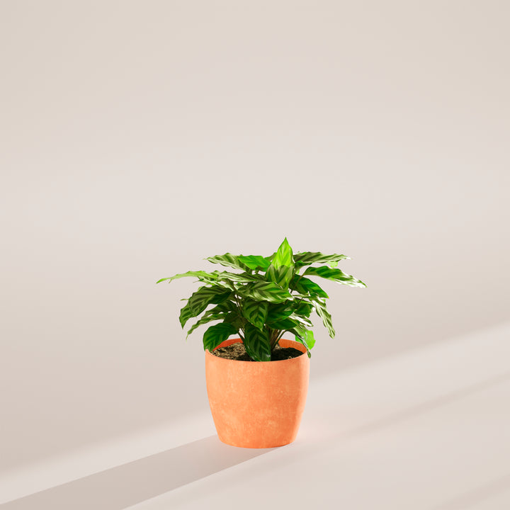 Calathea Concinna Freddie