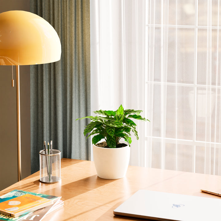 Calathea Concinna Freddie in white pot on a sunlit home office desk near a window – low light prayer plant for workspace decor