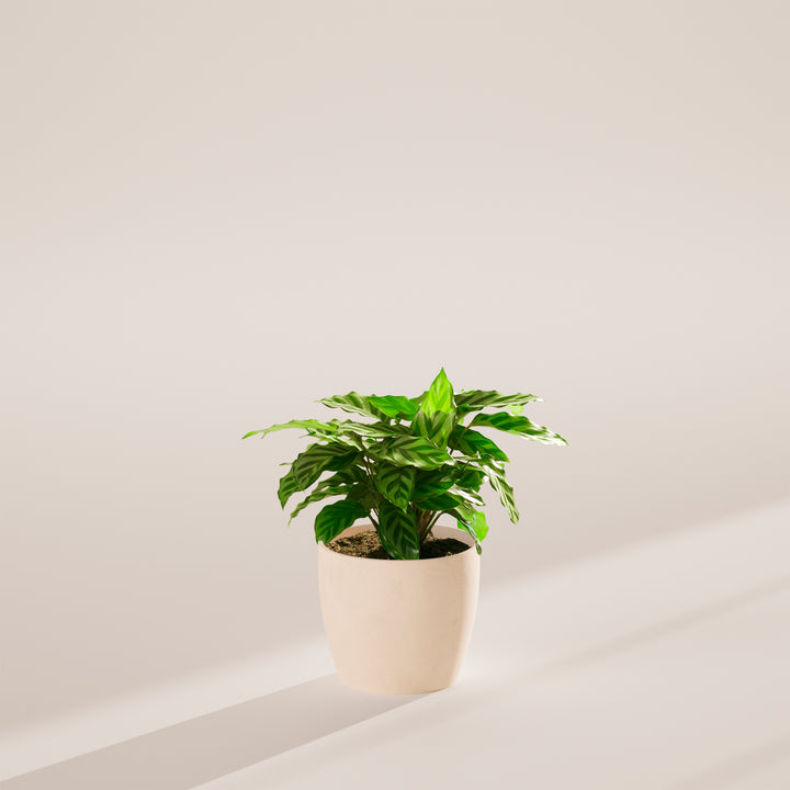 Calathea Concinna Freddie in cream eco-pot with dramatic shadow light – variegated tropical prayer plant for minimalist interiors