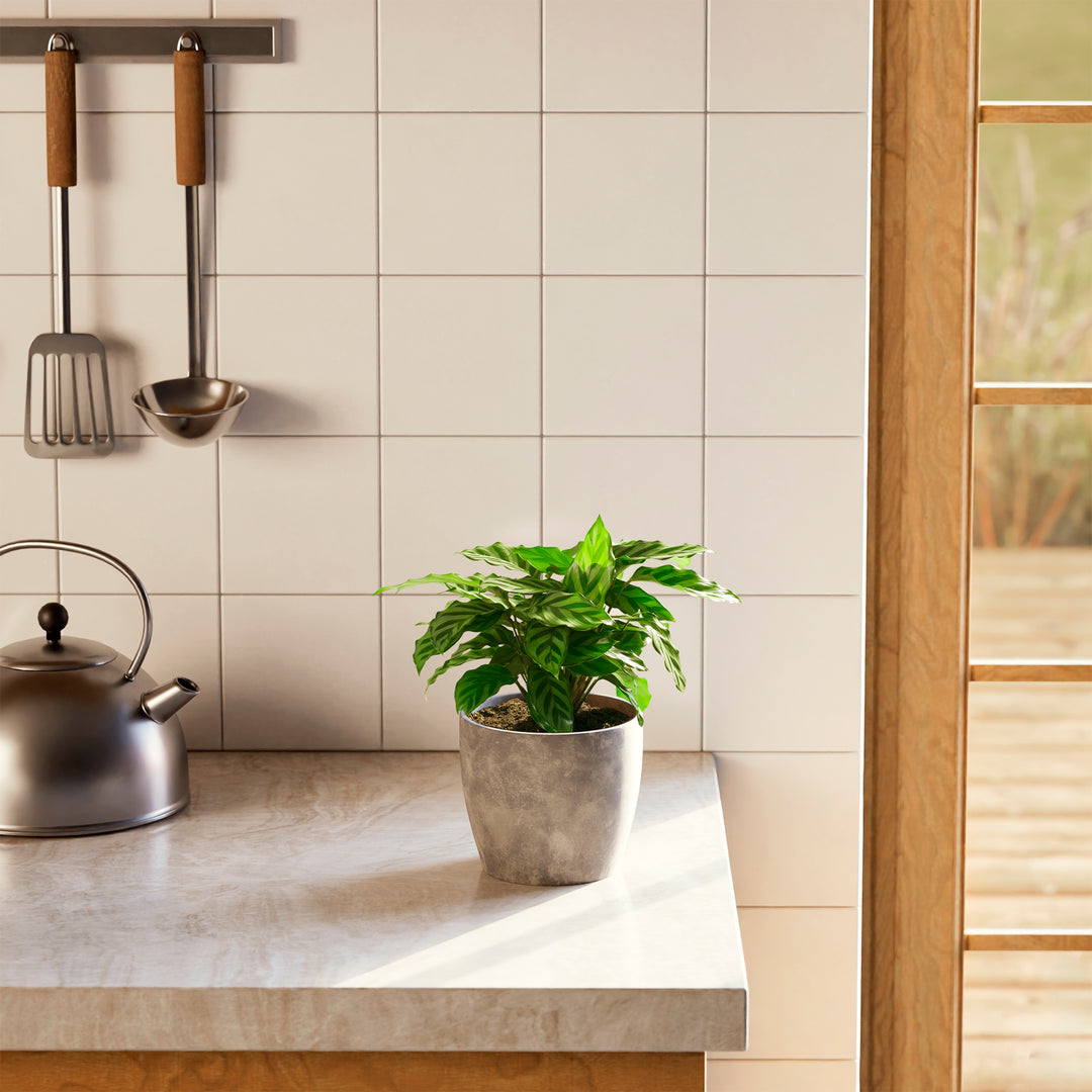 Calathea Concinna Freddie in grey concrete-style eco-pot on a kitchen counter – humidity-loving prayer plant for bright indirect light spaces