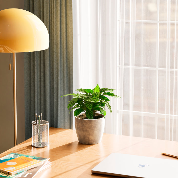 Calathea Concinna Freddie in grey concrete eco-pot on a wood desk beside a sunny window – striped prayer plant for modern home office
