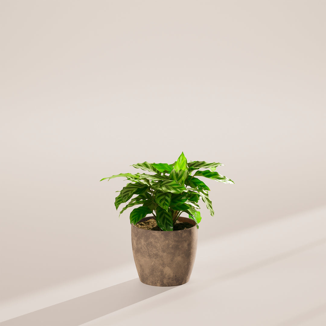 Calathea Concinna Freddie