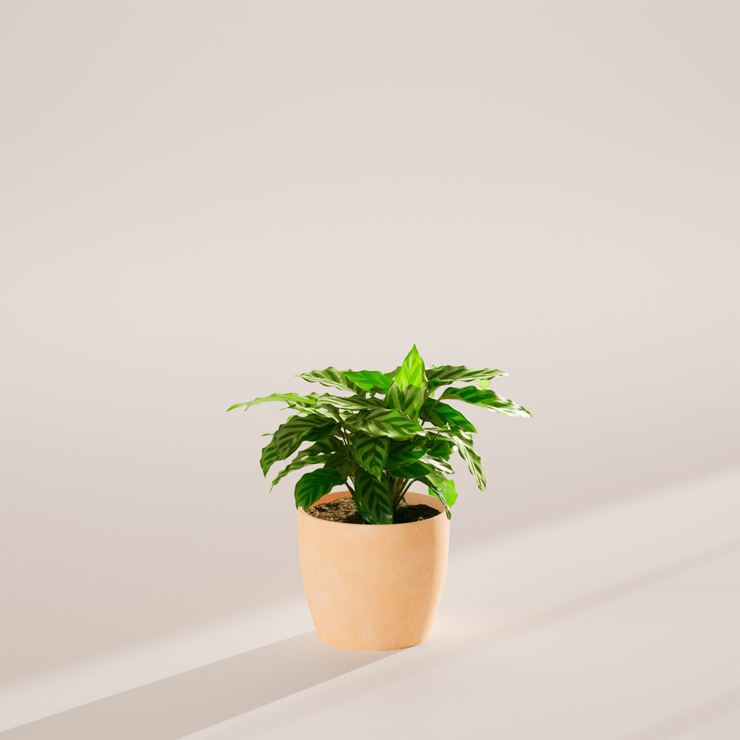 Calathea Concinna Freddie