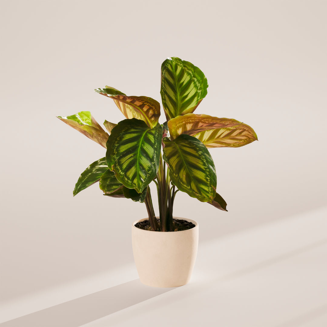 Calathea Flamestar