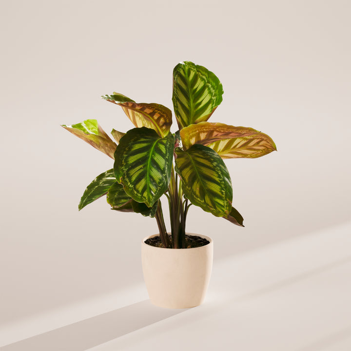 Calathea Flamestar