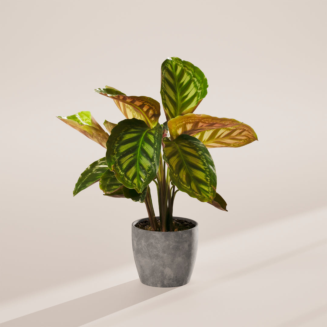 Calathea Flamestar
