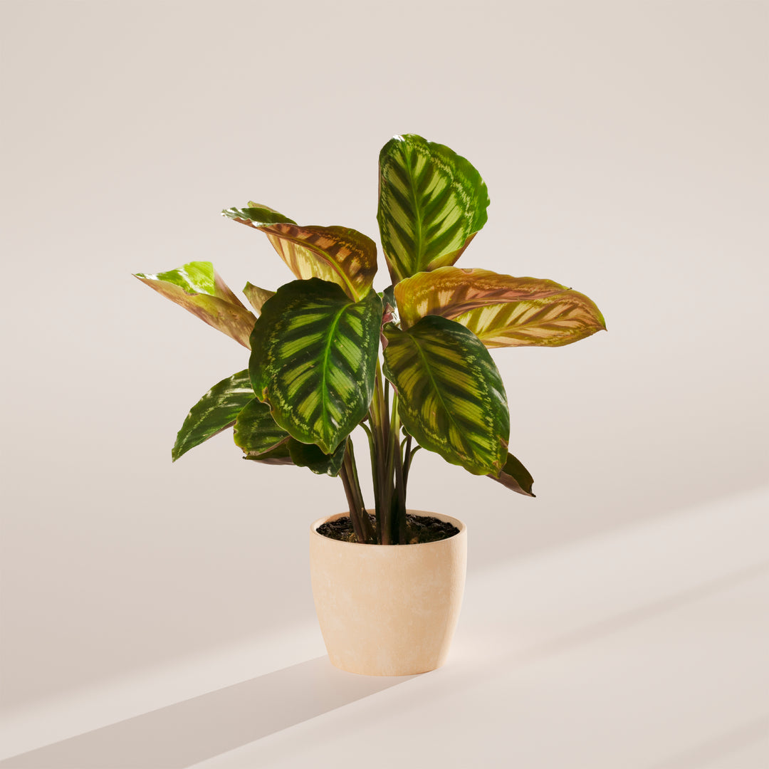 Calathea Flamestar