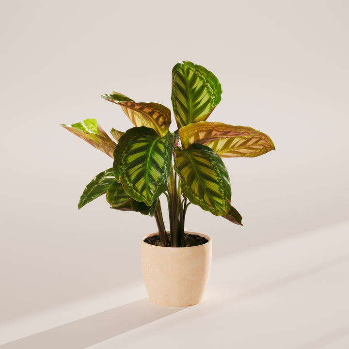 Calathea Flamestar