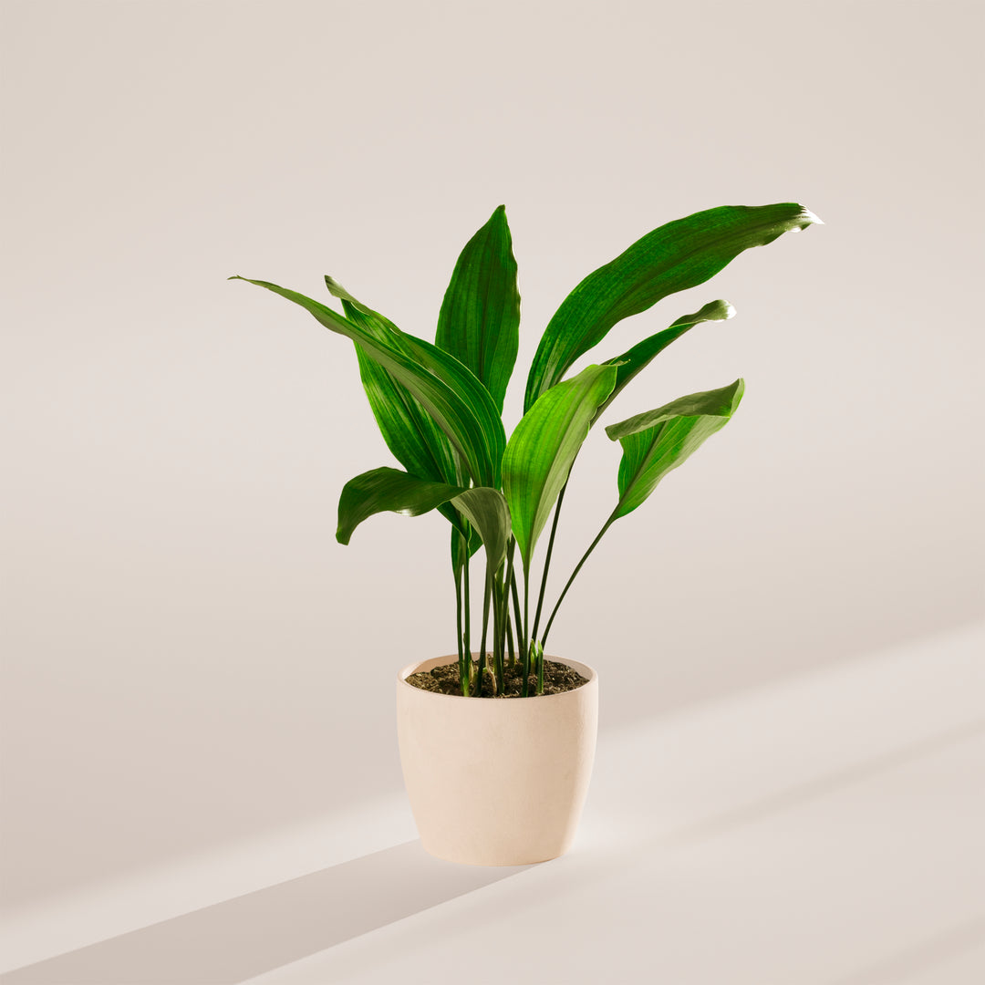 Cast Iron Plant