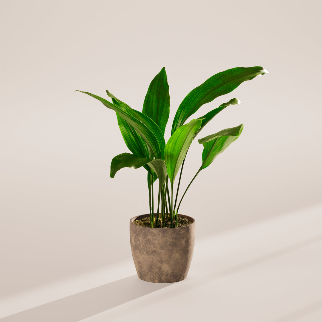 Cast Iron Plant