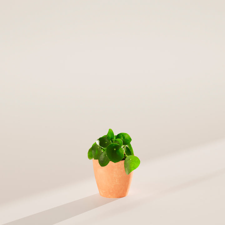Chinese Money Plant (Pilea Peperomioides)