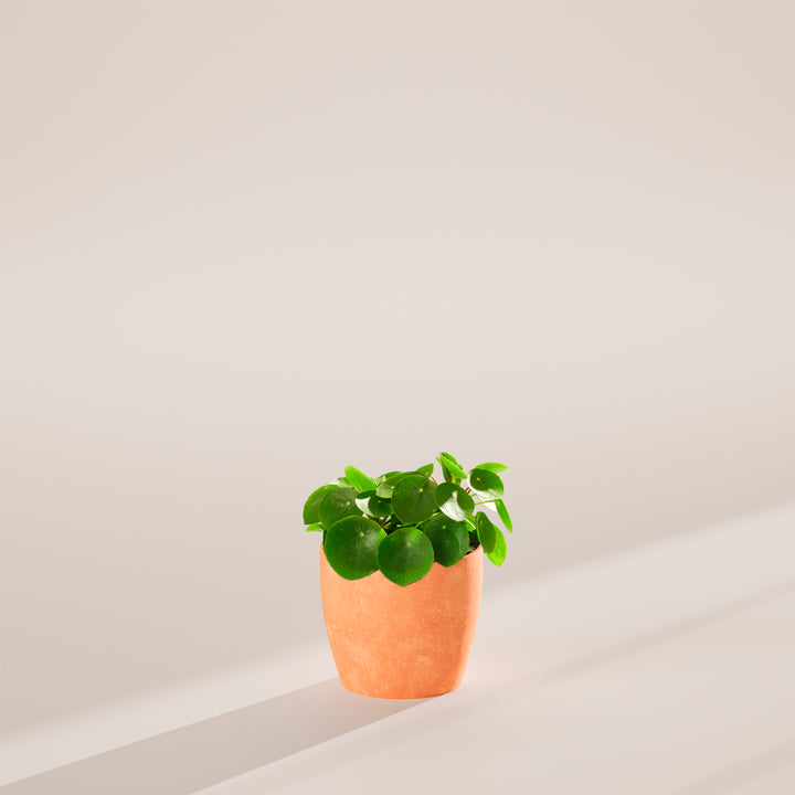 Chinese Money Plant (Pilea Peperomioides)