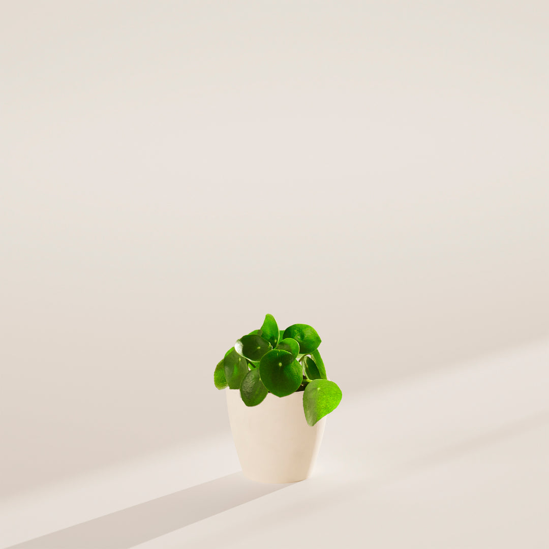 Chinese Money Plant (Pilea Peperomioides)