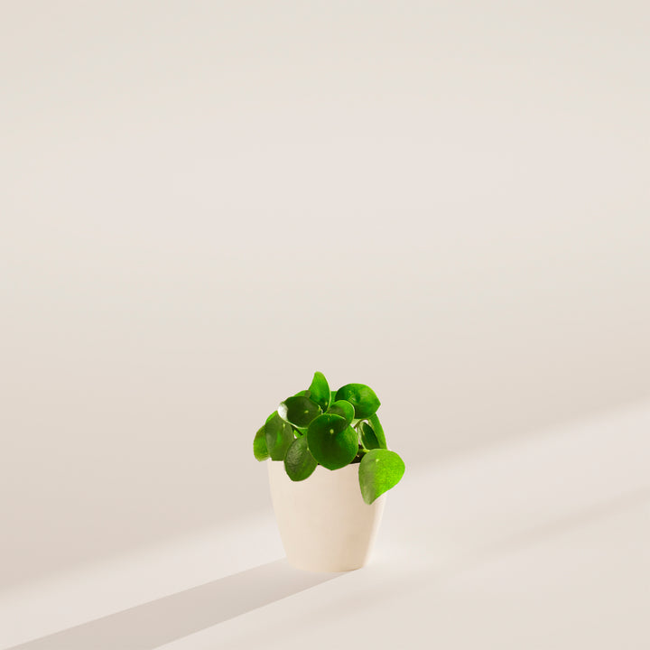 Chinese Money Plant (Pilea Peperomioides)