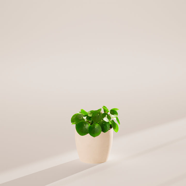 Chinese Money Plant (Pilea Peperomioides)