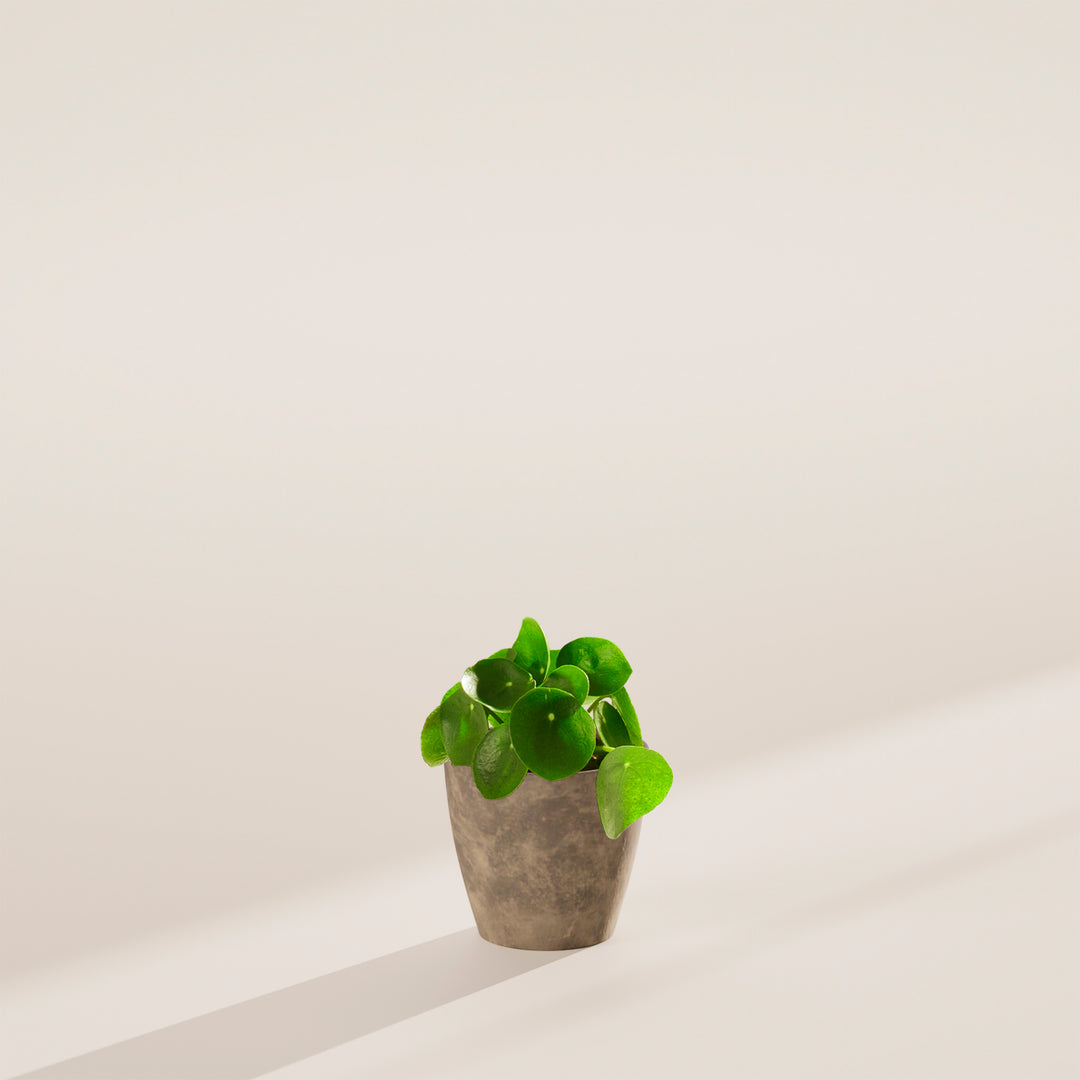 Chinese Money Plant (Pilea Peperomioides)