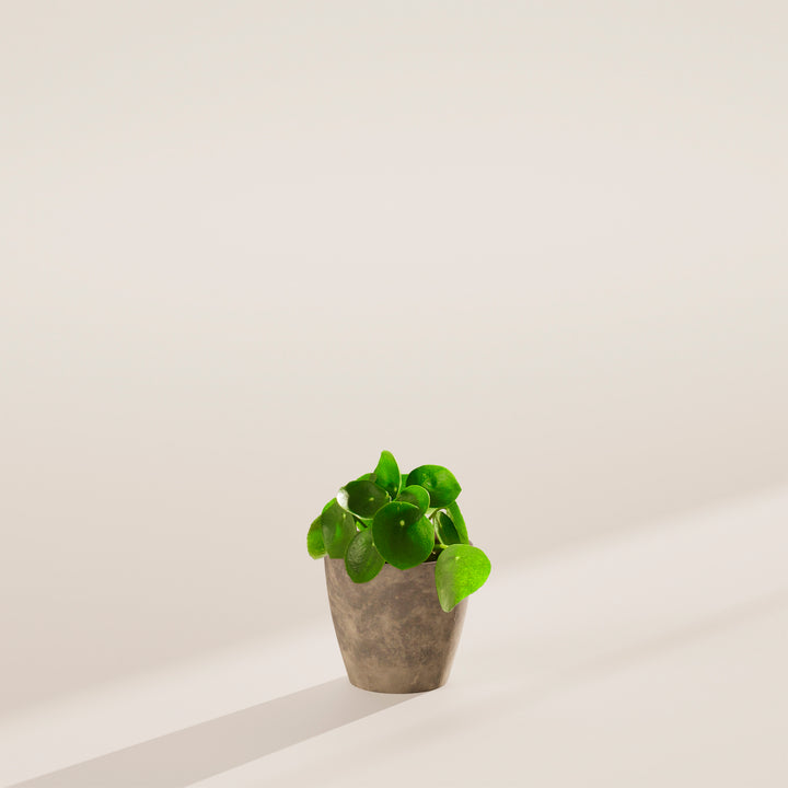 Chinese Money Plant (Pilea Peperomioides)