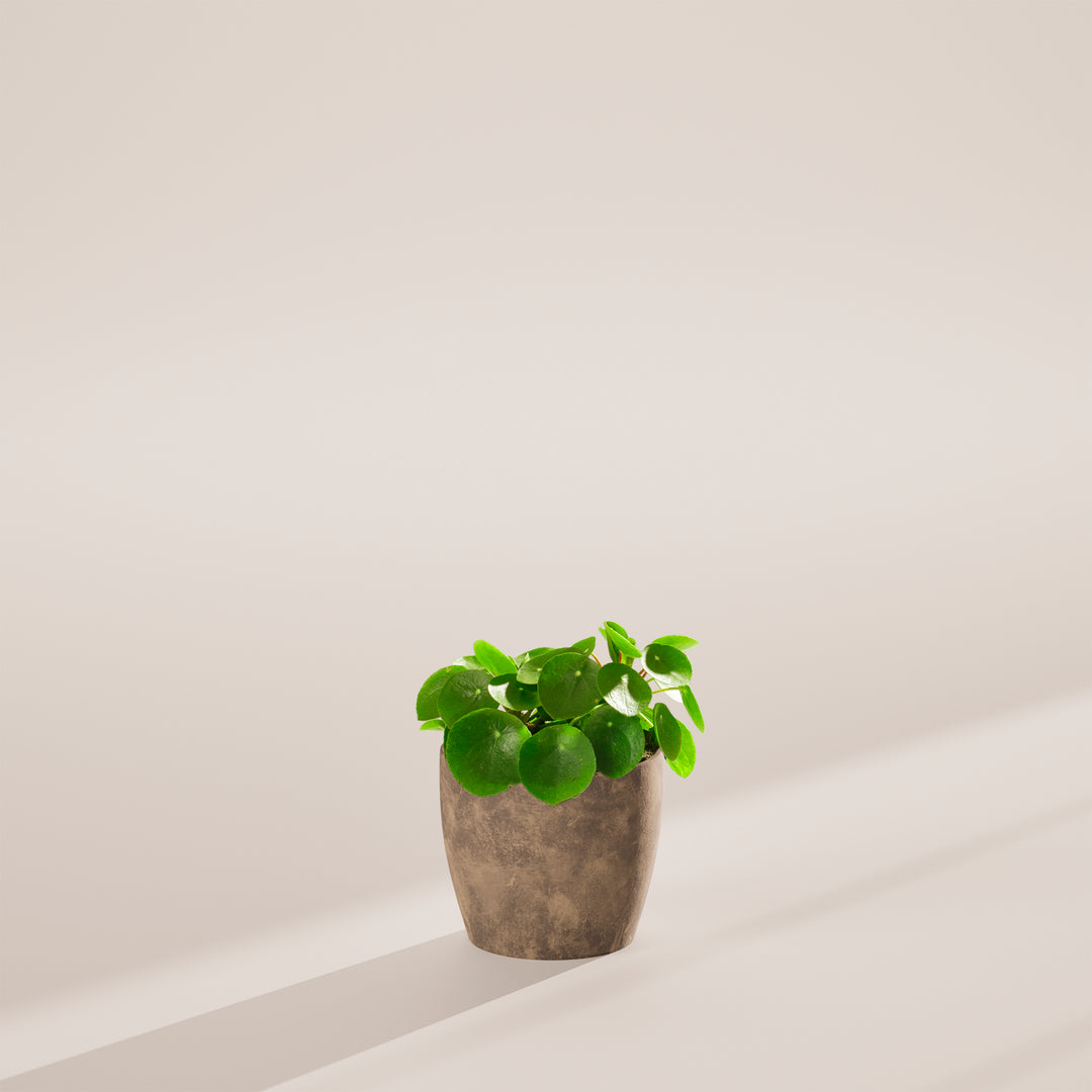 Chinese Money Plant (Pilea Peperomioides)