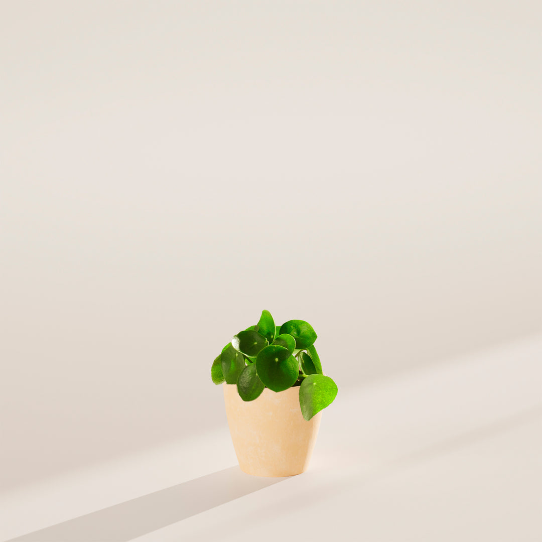 Chinese Money Plant (Pilea Peperomioides)