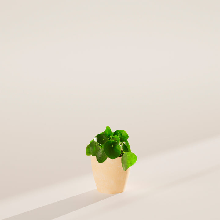Chinese Money Plant (Pilea Peperomioides)