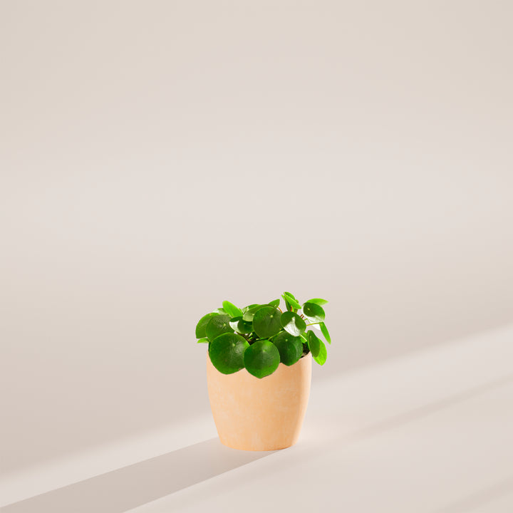 Chinese Money Plant (Pilea Peperomioides)