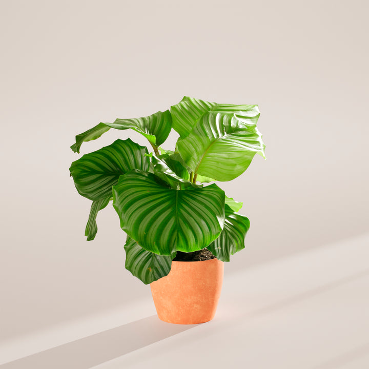 Calathea Orbifolia in terracotta pot, round-leaf prayer plant with distinctive vein patterns, studio