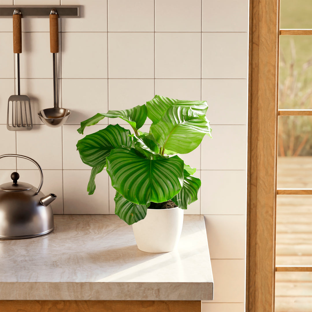 Calathea Orbifolia on kitchen counter, round ornamental leaves with white striping, houseplant decor