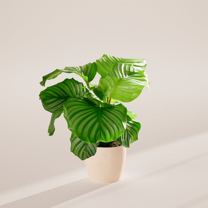 Calathea Orbifolia prayer plant in peachy-beige planter, silvery-green variegated foliage, modern home