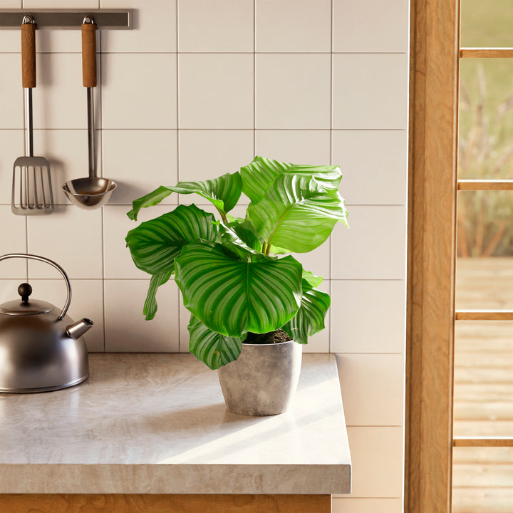 Calathea Orbifolia compact plant in cream ceramic pot, round patterned leaves, kitchen styling