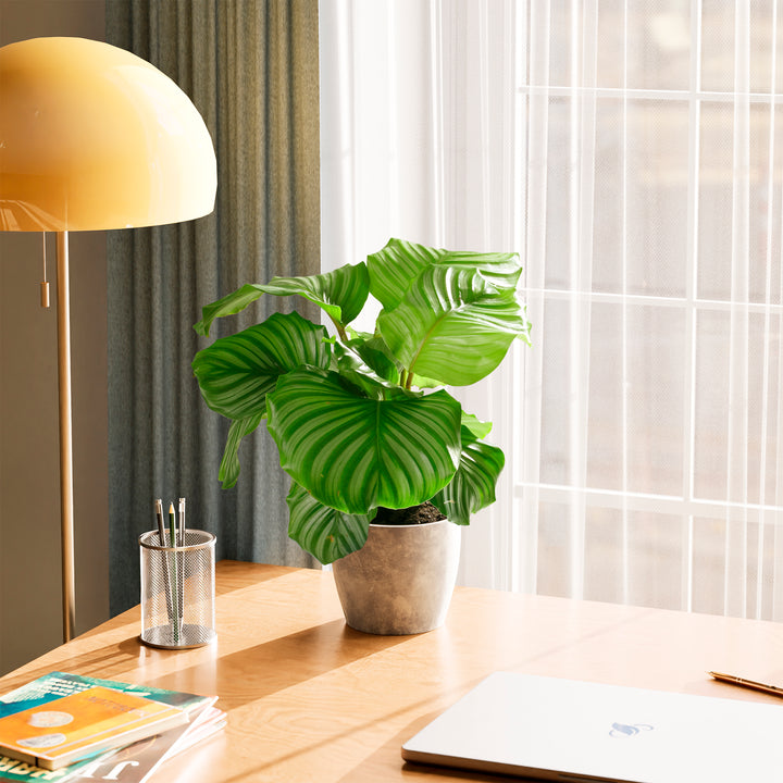 Calathea Orbifolia on desk in living room, decorative striped houseplant with natural lighting