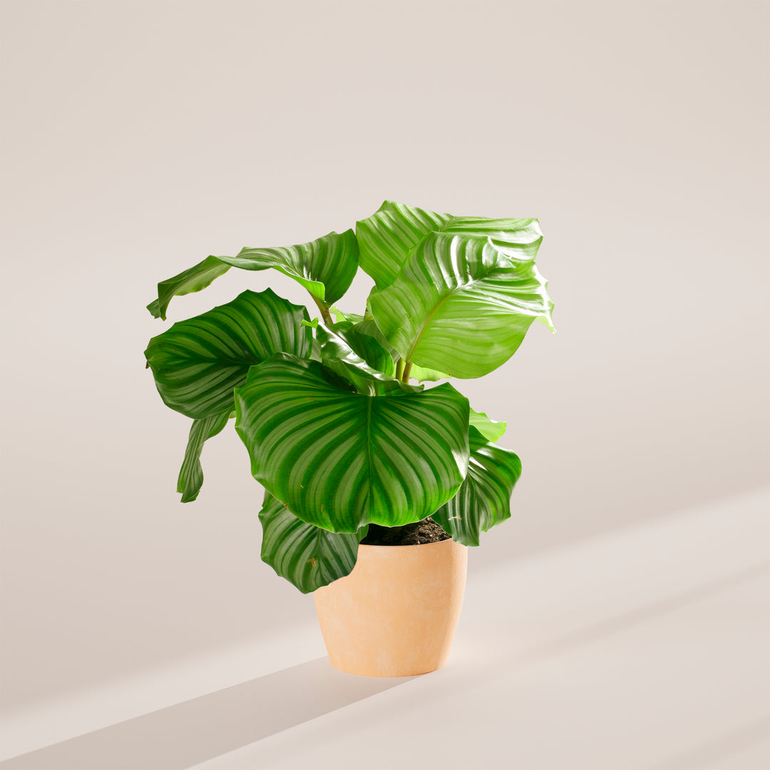 Calathea Orbifolia
