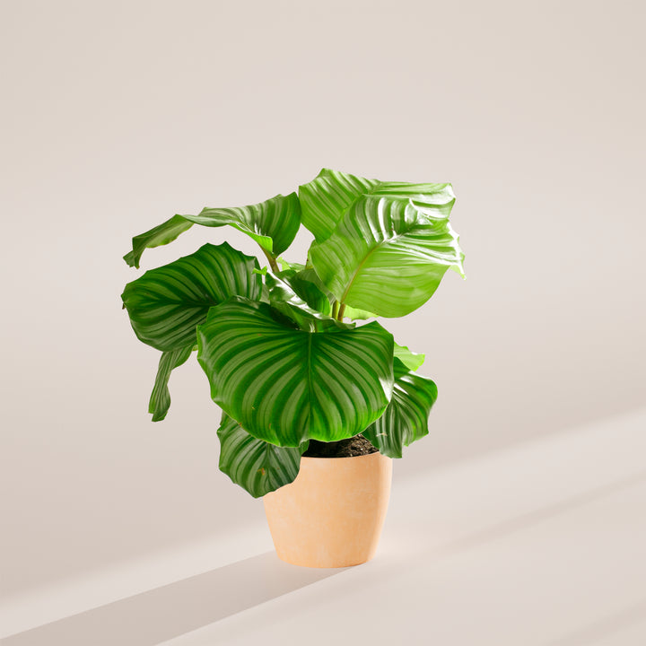 Calathea Orbifolia
