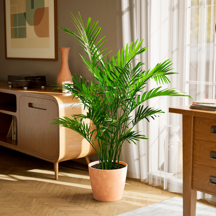 A full view of a Cat Palm plant featuring lush, arching green fronds, presented in a terracotta-colored textured decorative planter on a herringbone wood floor in a sunlit living room setting.