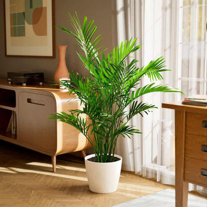 A full view of a Cat Palm plant featuring lush, arching green fronds, presented in a sleek white decorative planter on a herringbone wood floor in a sunlit living room setting.