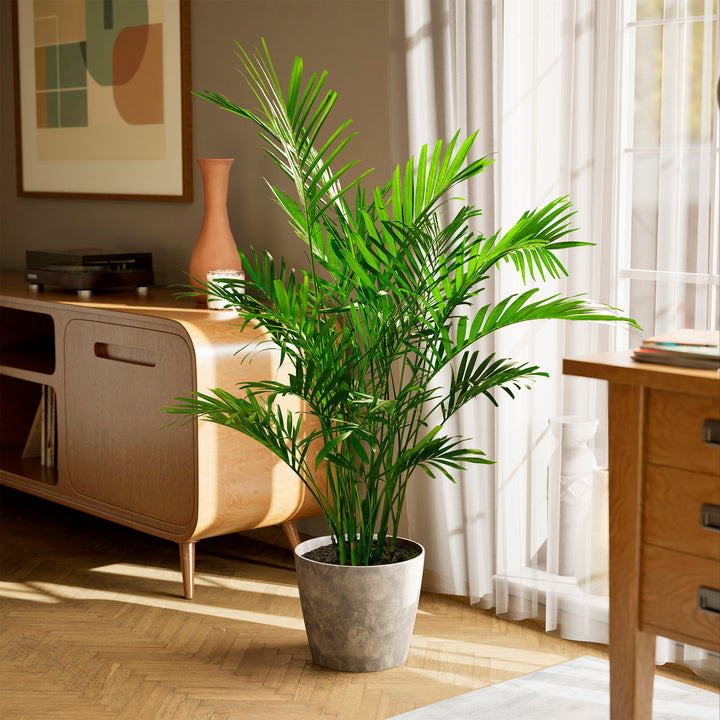 A full view of a Cat Palm plant featuring lush, arching green fronds, presented in a gray textured decorative planter on a herringbone wood floor in a sunlit living room setting.