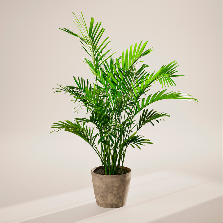 A full view of a Cat Palm plant featuring lush, arching green fronds, presented in a gray textured decorative planter against a neutral-toned studio background with soft shadows.