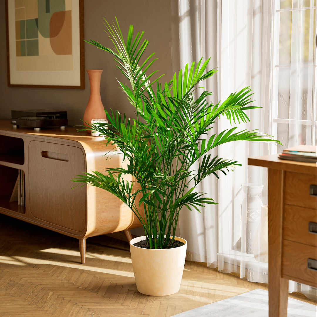 A full view of a Cat Palm plant featuring lush, arching green fronds, presented in a light peach-colored textured decorative planter on a herringbone wood floor in a sunlit living room setting.