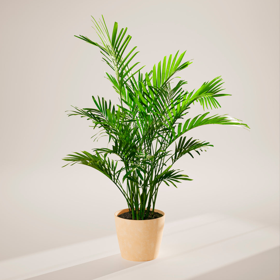 A full view of a Cat Palm plant featuring lush, arching green fronds, presented in a light peach-colored textured decorative planter against a neutral-toned studio background with soft shadows.