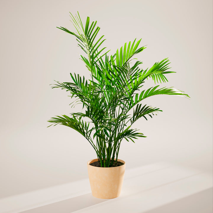 A full view of a Cat Palm plant featuring lush, arching green fronds, presented in a light peach-colored textured decorative planter against a neutral-toned studio background with soft shadows.