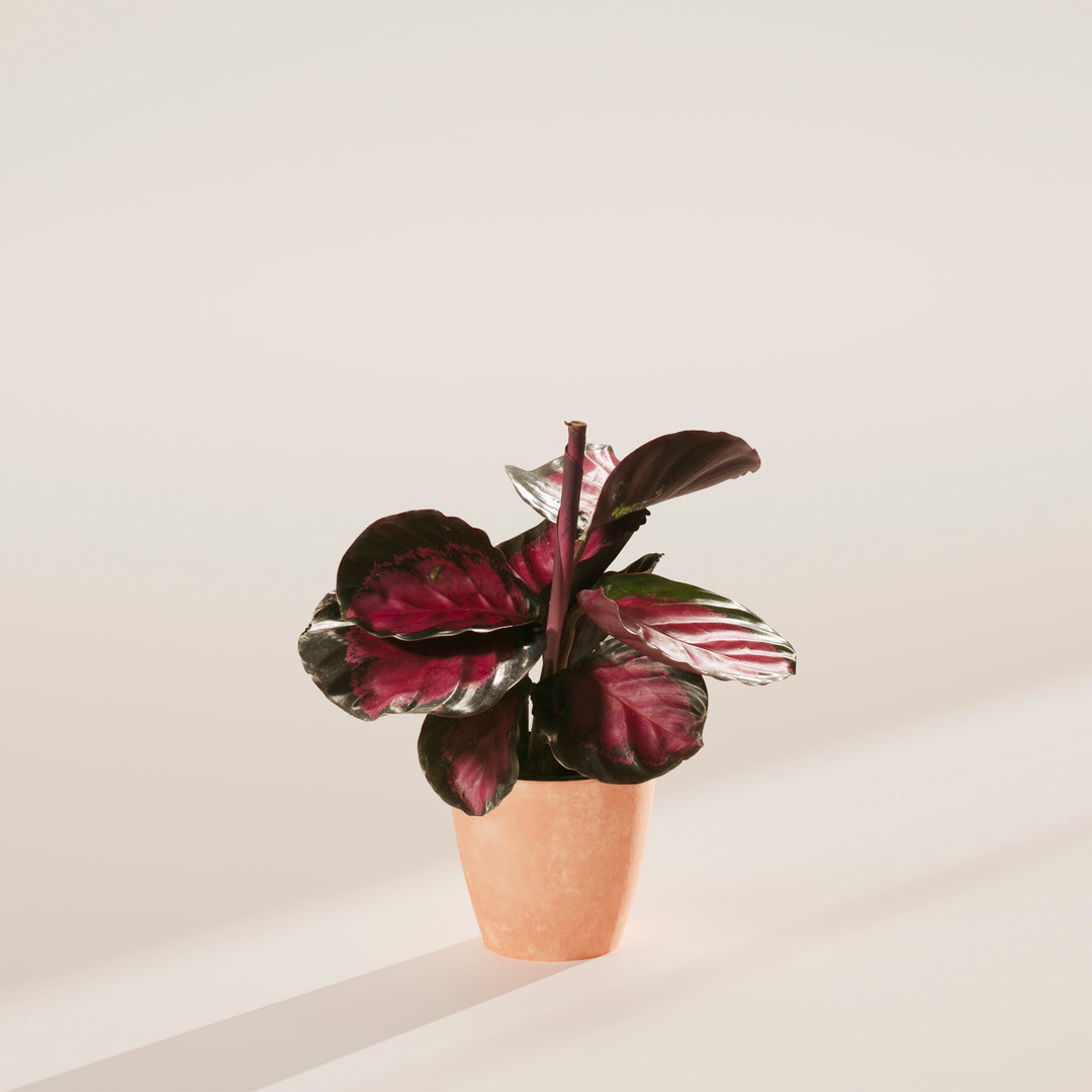Calathea Crimson