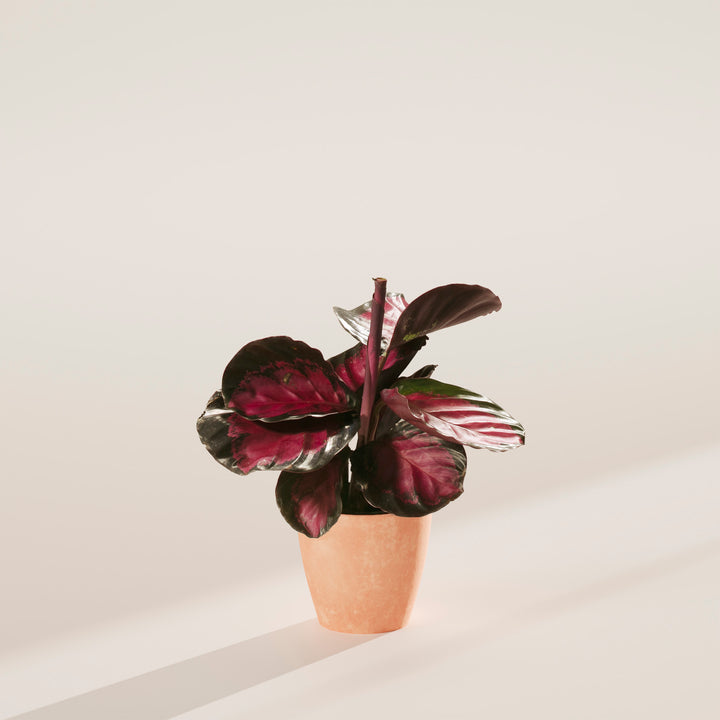 Calathea Crimson