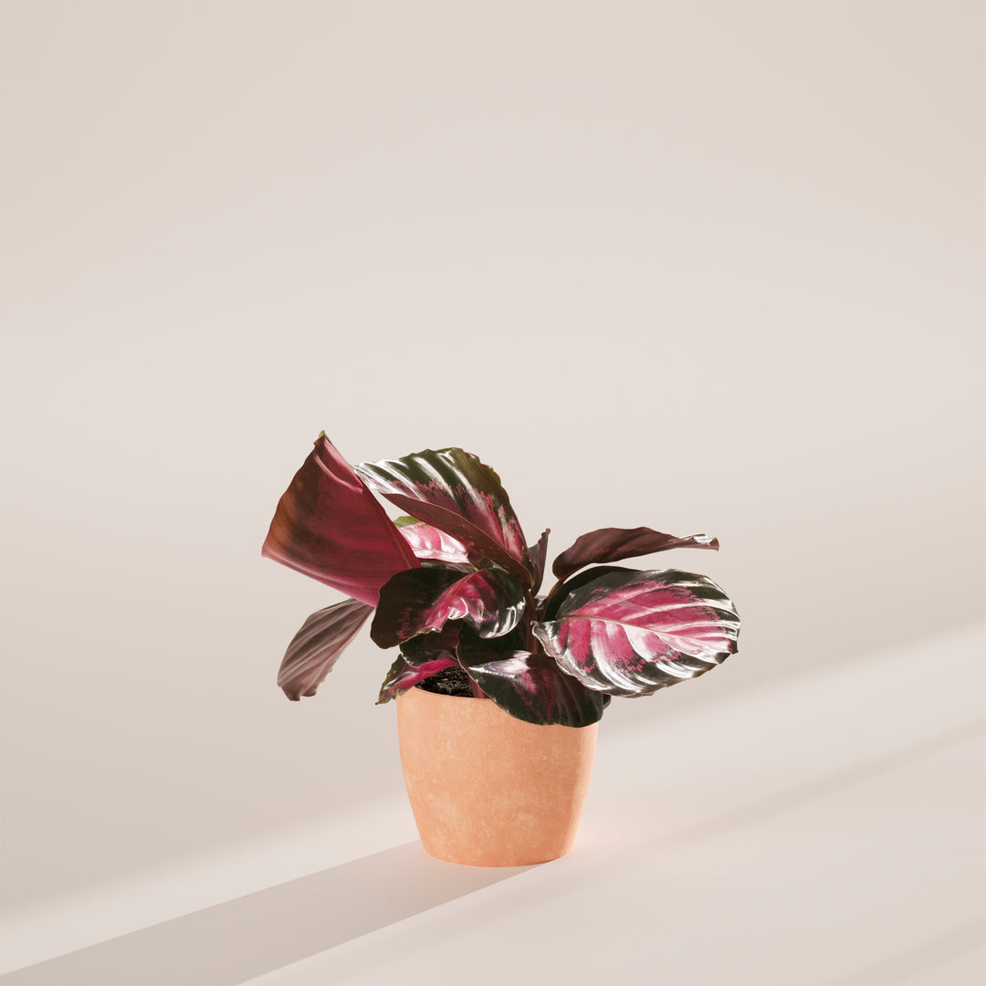 Calathea Crimson