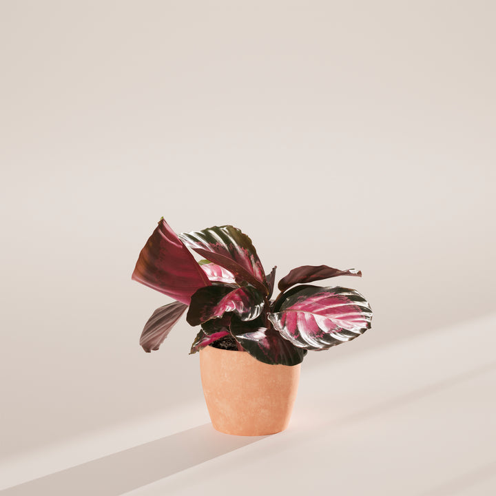 Calathea Crimson