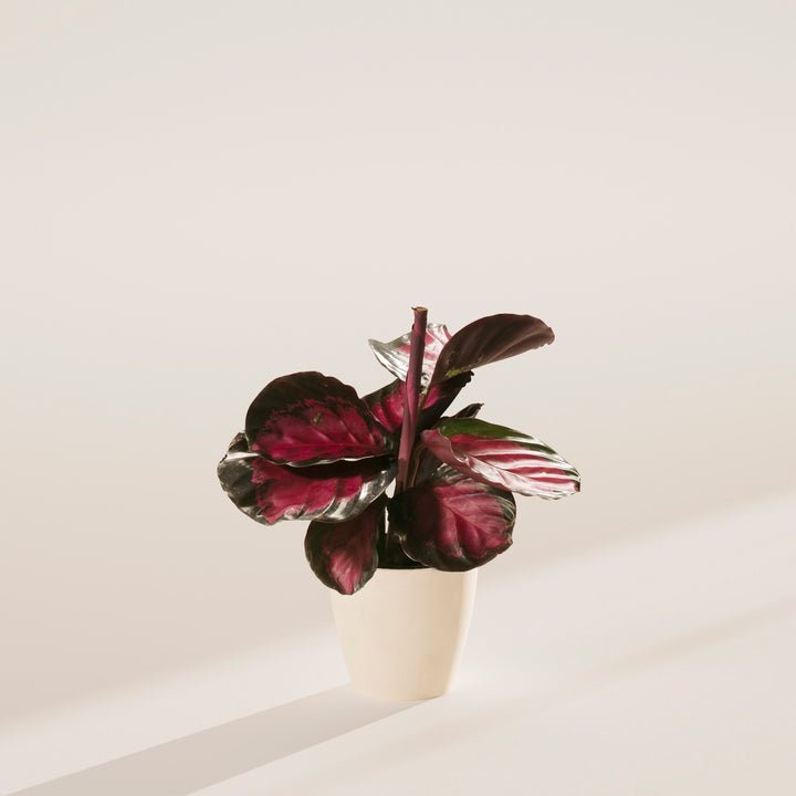 Calathea Crimson